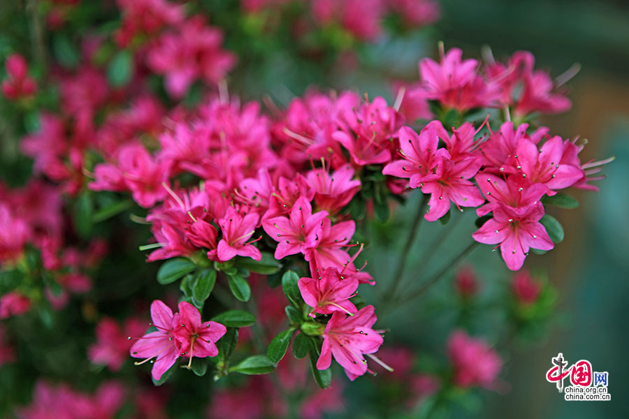 逍遥园里的杜鹃热烈奔放