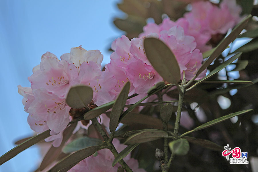杜鹃花薄如丝帛的花瓣被光打得近乎透明