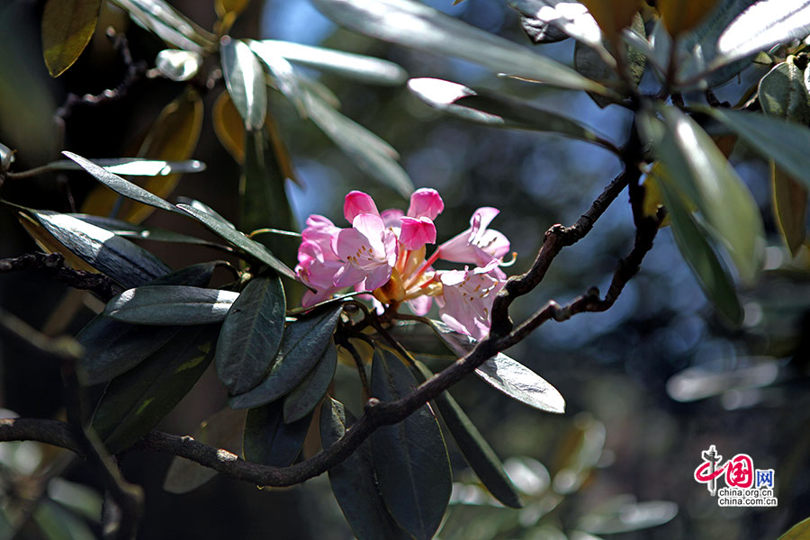 逍遥园里的杜鹃盛开在枝头