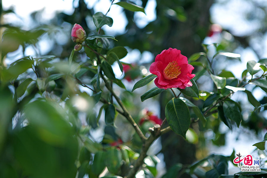 山茶在枝头吐艳