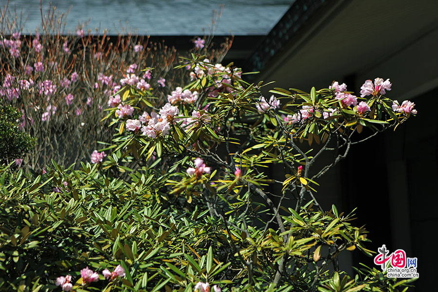 水边盛开的杜鹃花