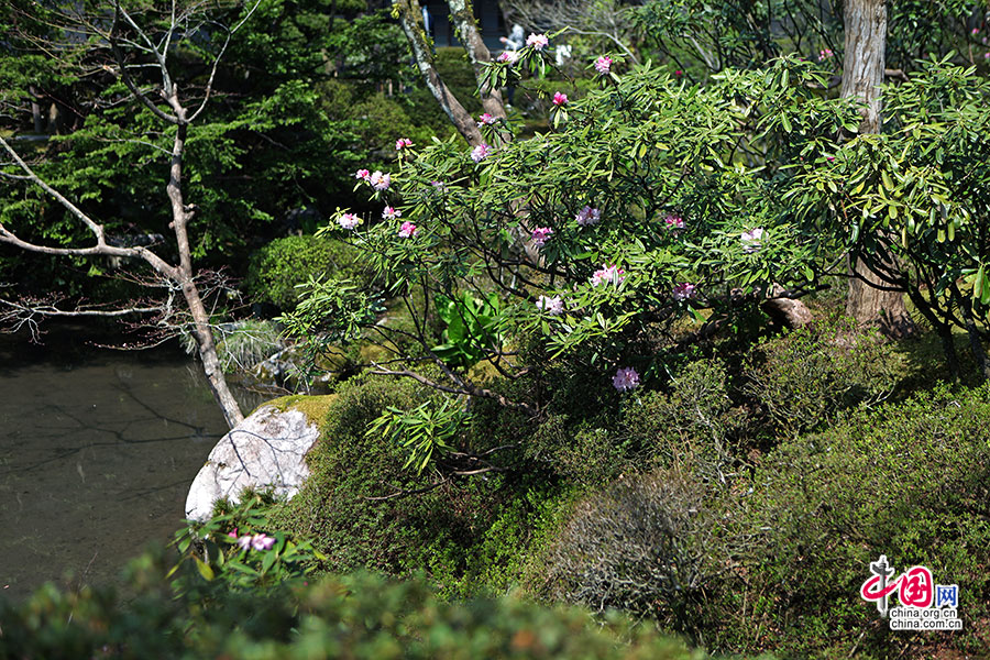 水边盛开的杜鹃花