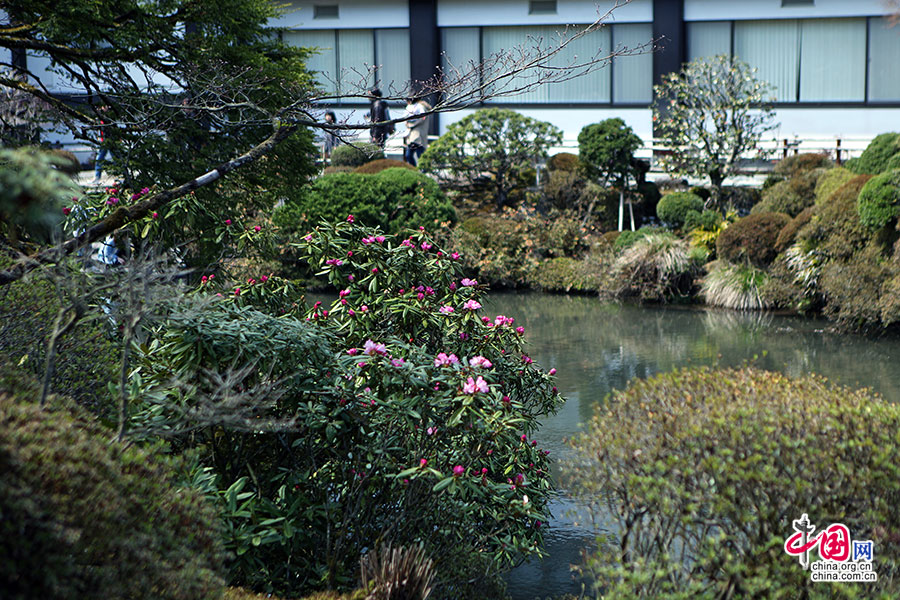 水边盛开的杜鹃花