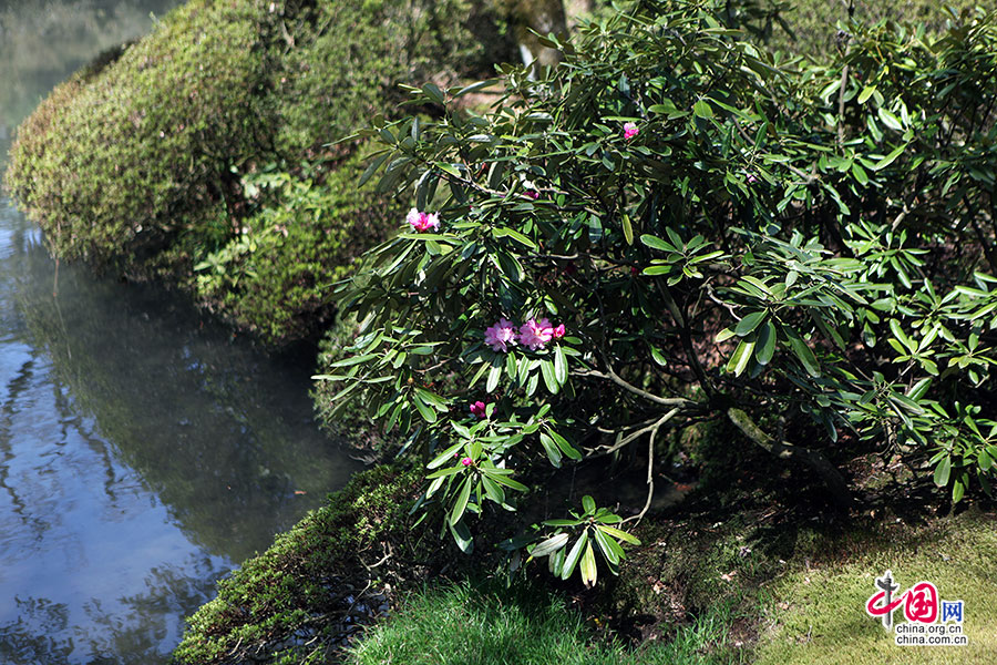 水边盛开的杜鹃花