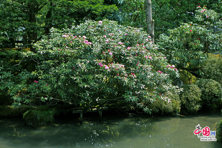水边的杜鹃始盛开