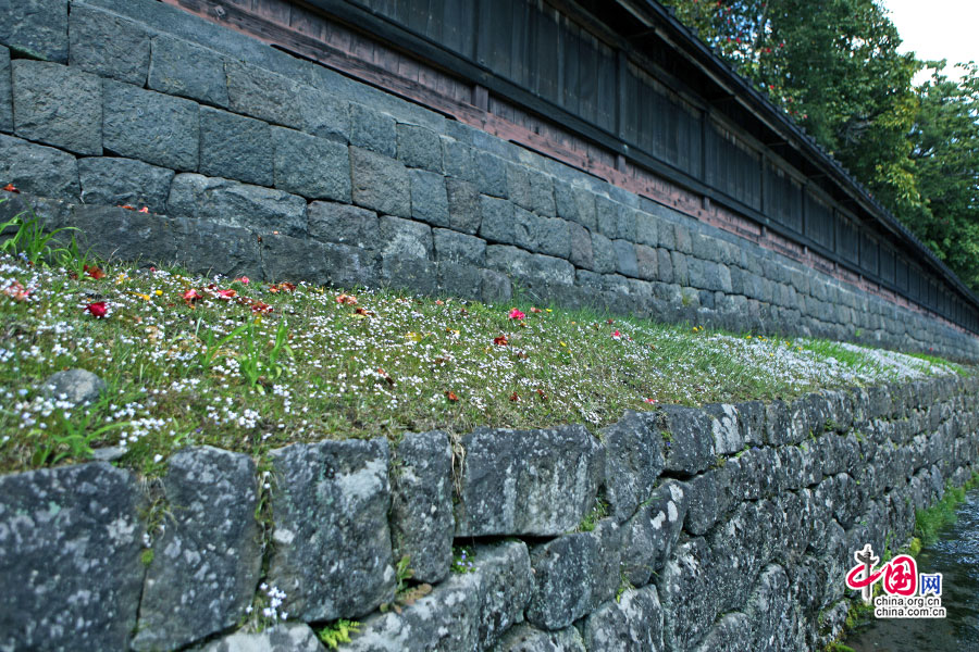 园外围墙垄上落英缤纷