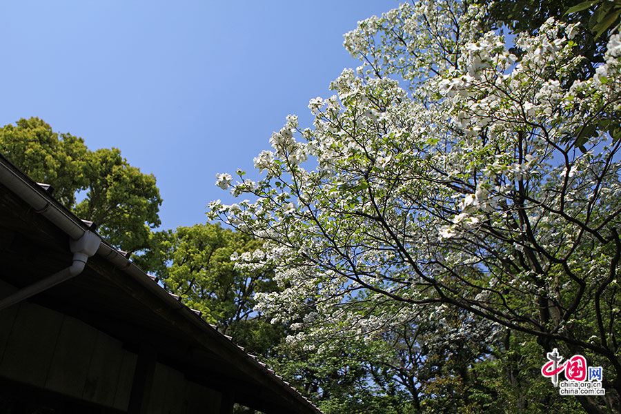 四照花冰洁如雪