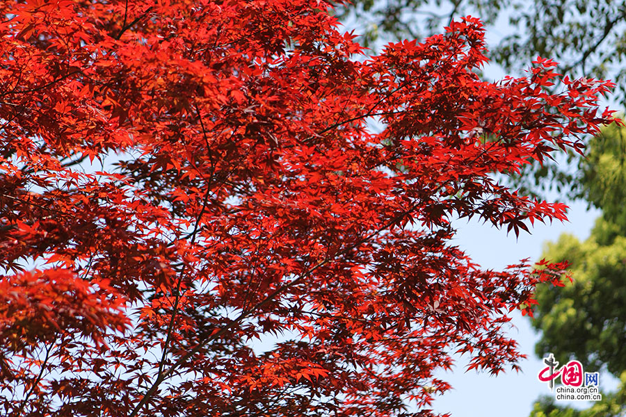 春日里的红槭