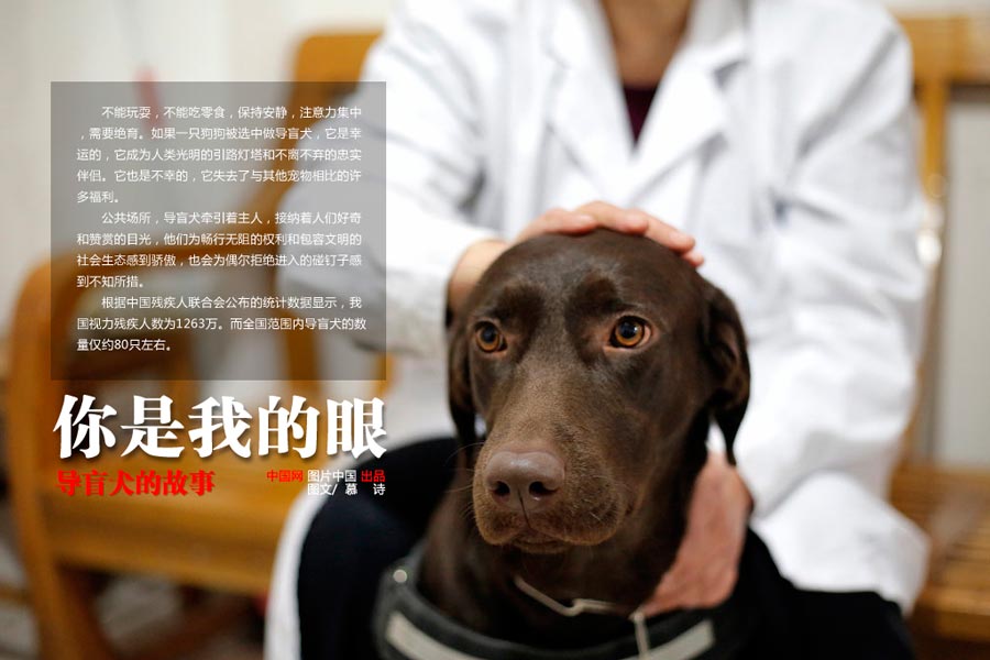 【中国故事】你是我的眼：导盲犬的故事