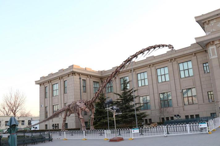 世界最大恐龍骨架在北京亮相 長約38米