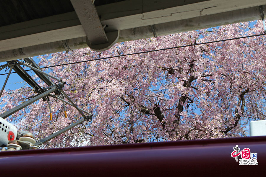 一大树垂枝樱还茂盛地开于电车之上