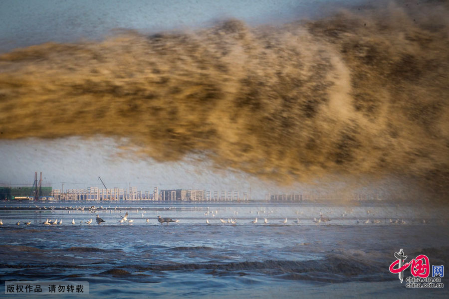 近海渔殇——四大传统渔场名存实亡[组图]