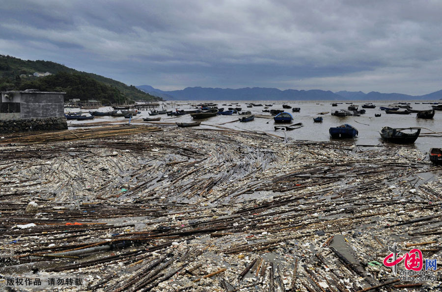 近海渔殇——四大传统渔场名存实亡[组图]