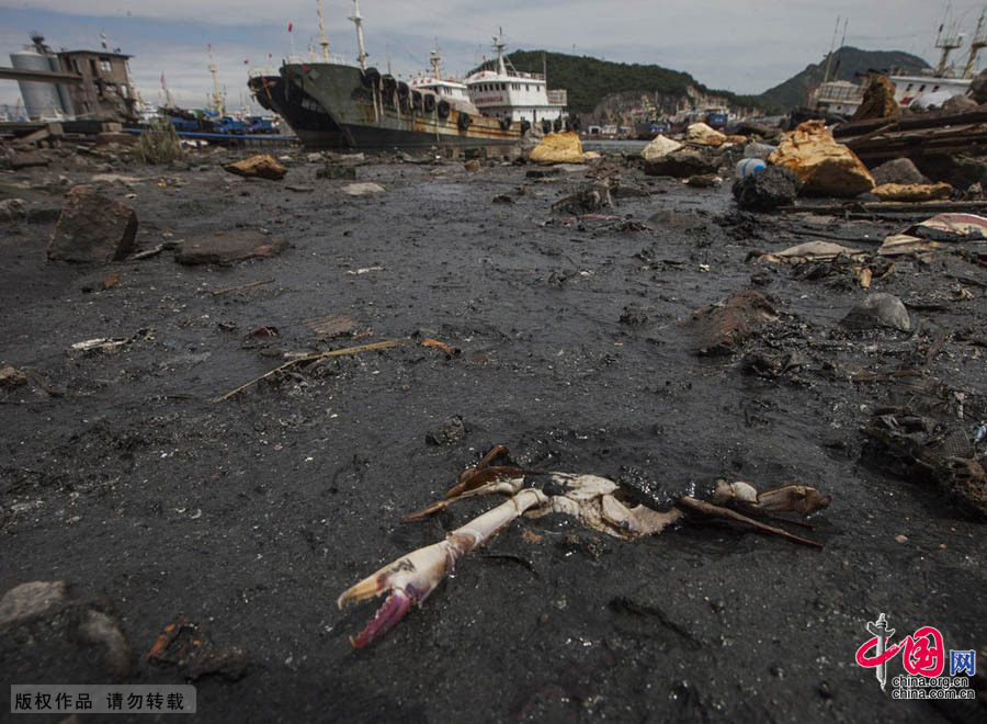 近海渔殇——四大传统渔场名存实亡[组图]