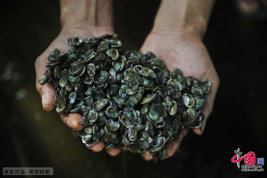 近海渔殇——四大传统渔场名存实亡[组图]