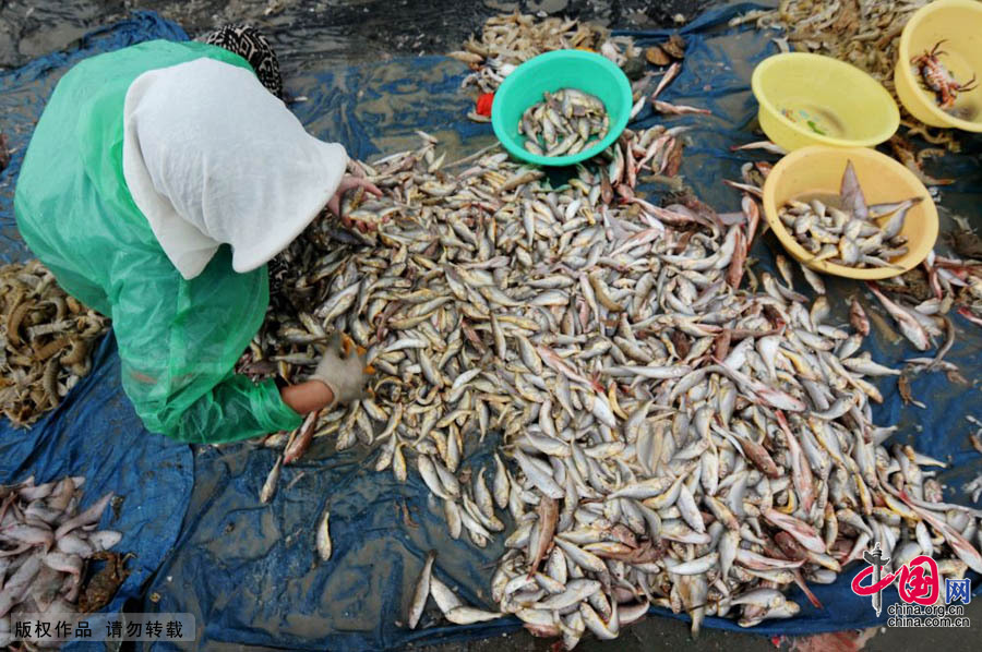 近海渔殇——四大传统渔场名存实亡[组图]