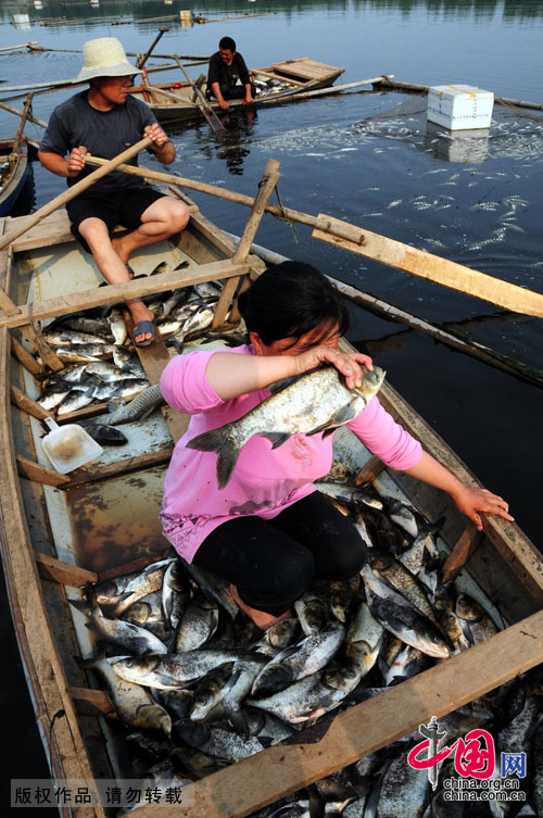 近海渔殇——四大传统渔场名存实亡[组图]