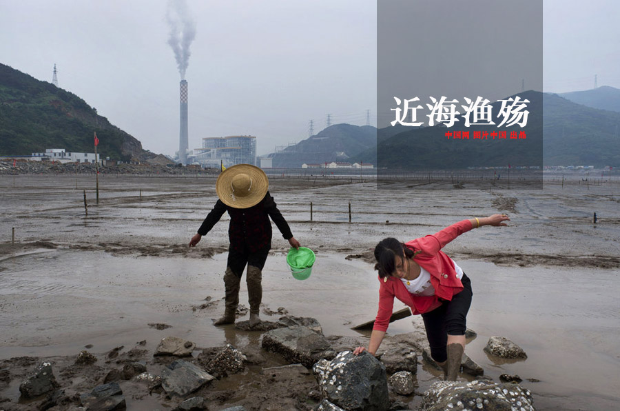 近海渔殇——四大传统渔场名存实亡[组图]