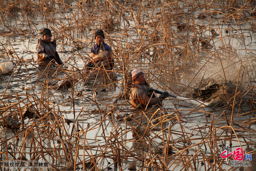 冬日冰湖裏的挖藕人