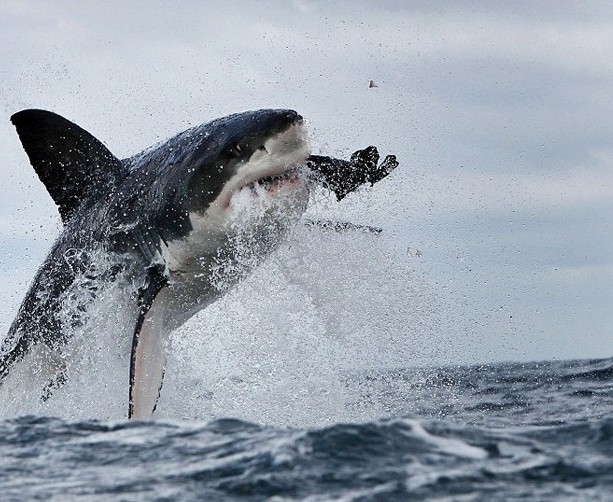 大白鲨捕食海豹图片
