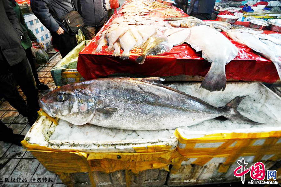 2014年12月14日，市民围观这条不知名的罕见大鱼。 中国网图片库王海滨摄影