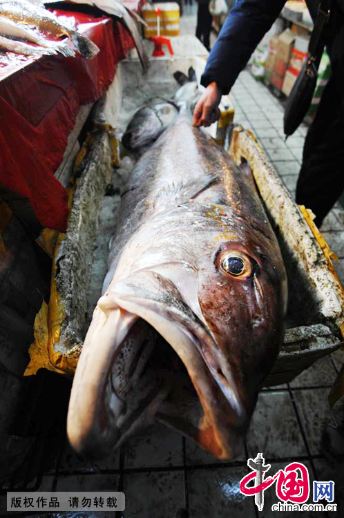 2014年12月14日，被暂时“寄存”在野生鱼专卖店的巨型“怪鱼”。 中国网图片库王海滨摄影