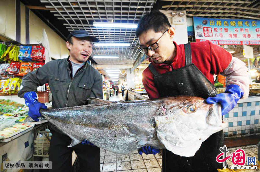 2014年12月14日，青岛市一家野生鱼专卖店里，两名店员抬起巨型“怪鱼”展示它的形体。 中国网图片库王海滨摄影