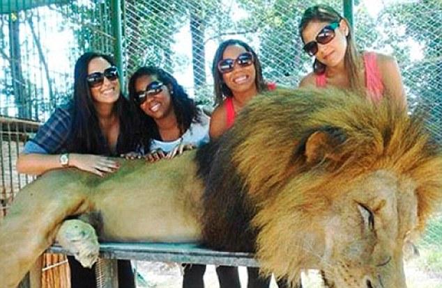 阿根廷動物園允許遊客與雄獅零距離合影