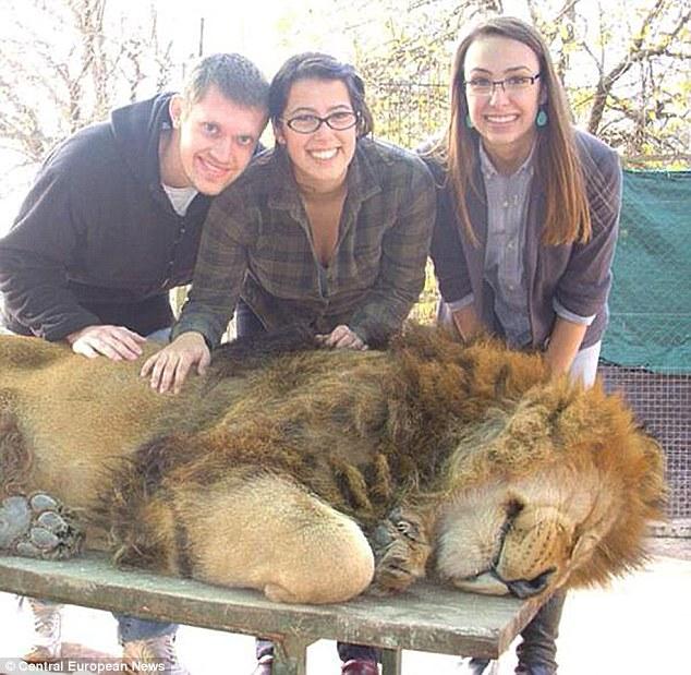 阿根廷動物園允許遊客與雄獅零距離合影