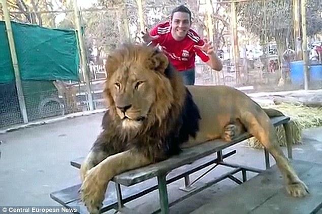 阿根廷动物园允许游客与雄狮零距离合影
