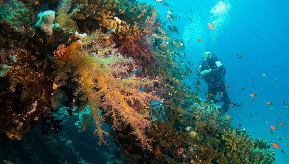 实拍红海海底震撼美景 海洋生物千奇百怪