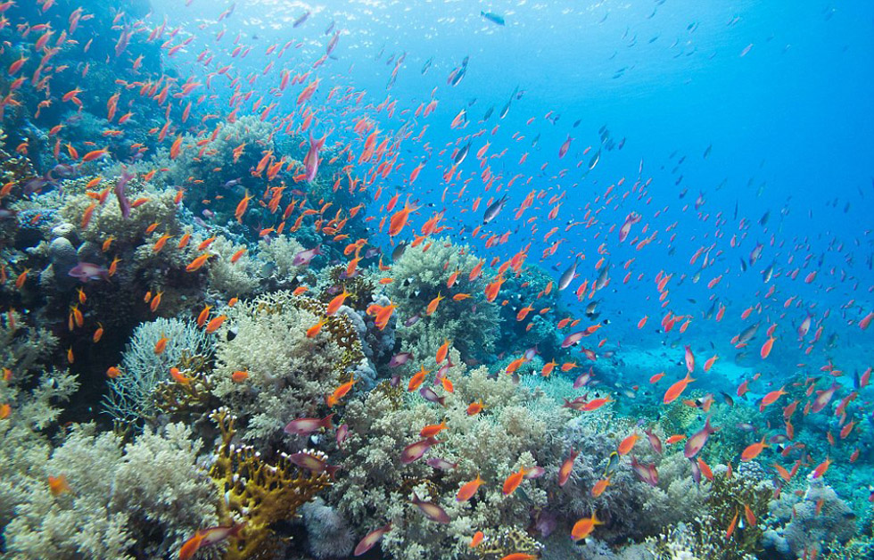 實拍紅海海底震撼美景 海洋生物千奇百怪