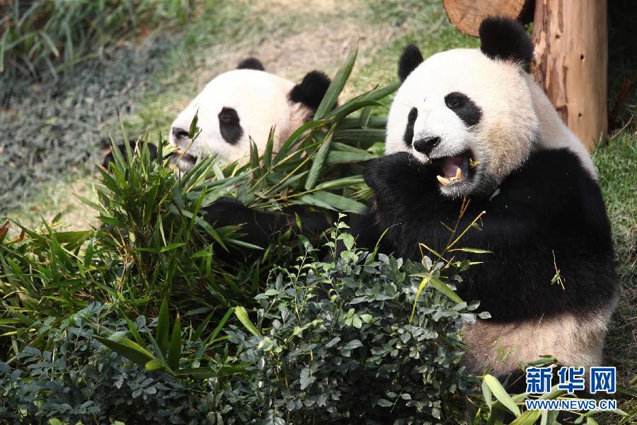 這是在吃竹葉的大熊貓“開開”和“心心”