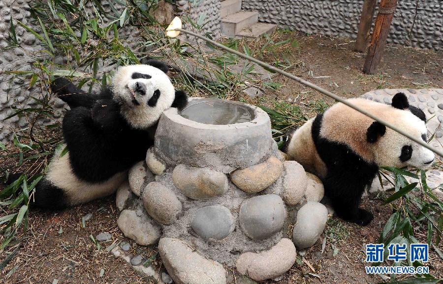 这是在吃麻竹的大熊猫“开开”（右）和“心心”