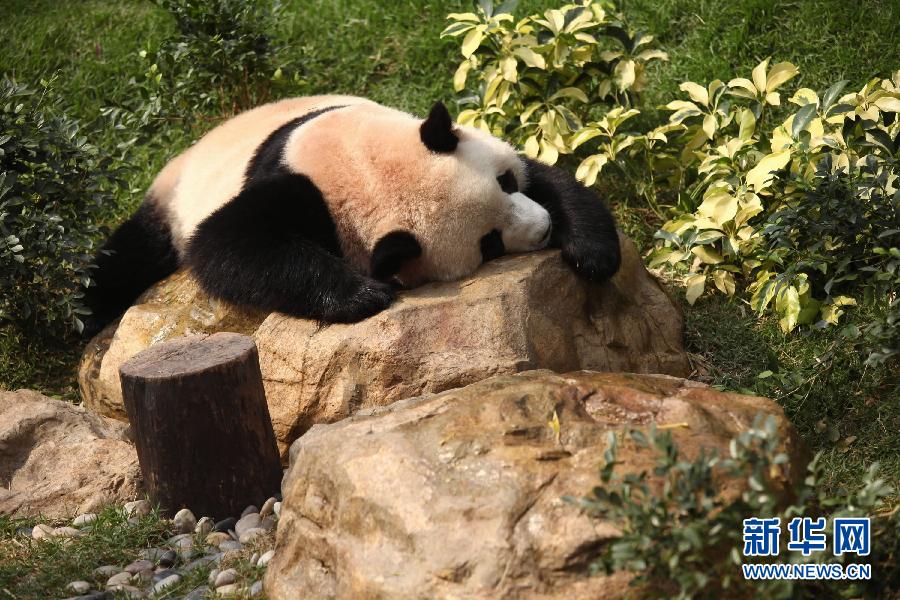 这是在睡觉的大熊猫“心心”