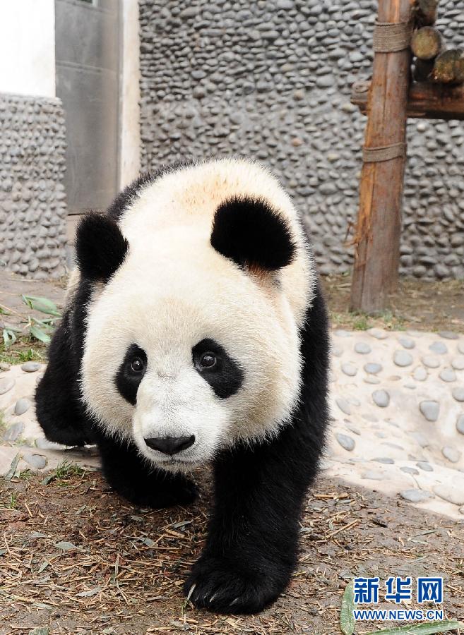 大熊貓“開開”在戶外活動