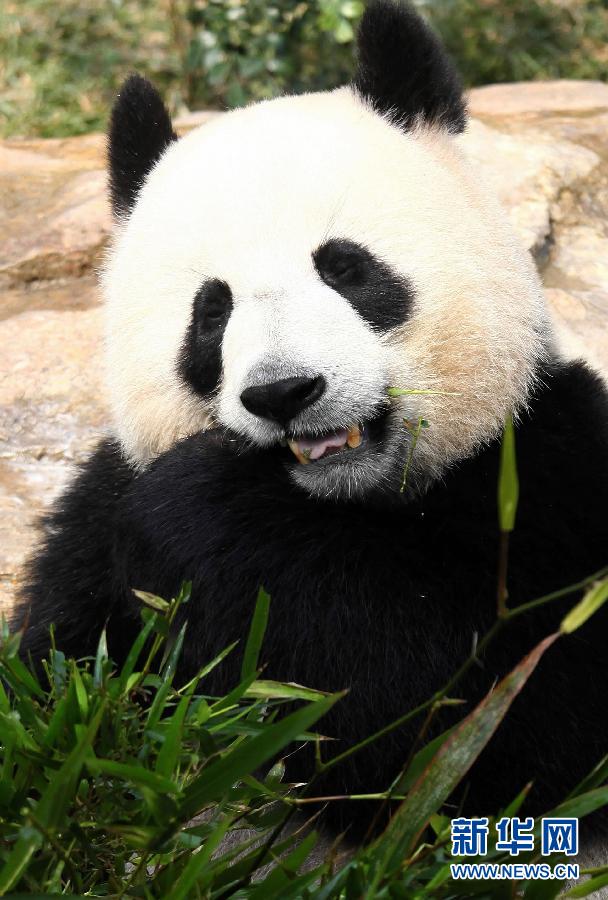 这是在吃竹子的大熊猫“心心”