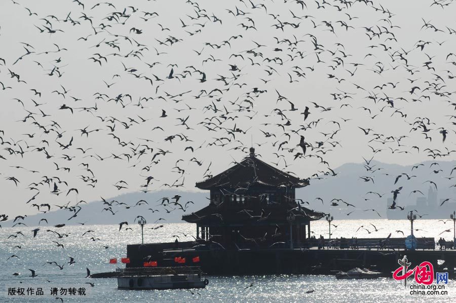 青岛上空现上万海鸥“密集群舞”
