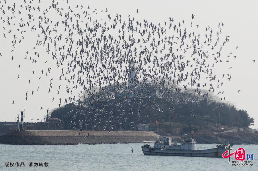青島上空現上萬海鷗“密集群舞”