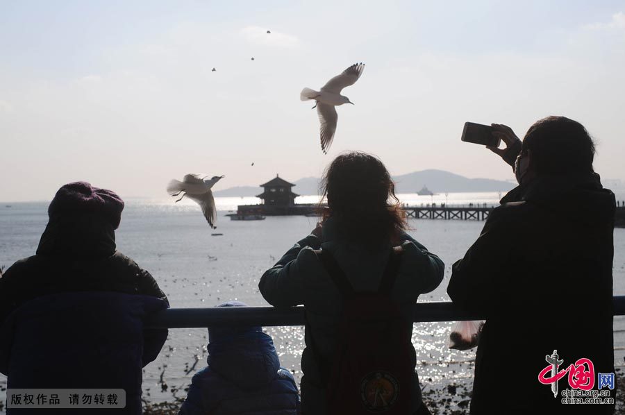 青島上空現上萬海鷗“密集群舞”