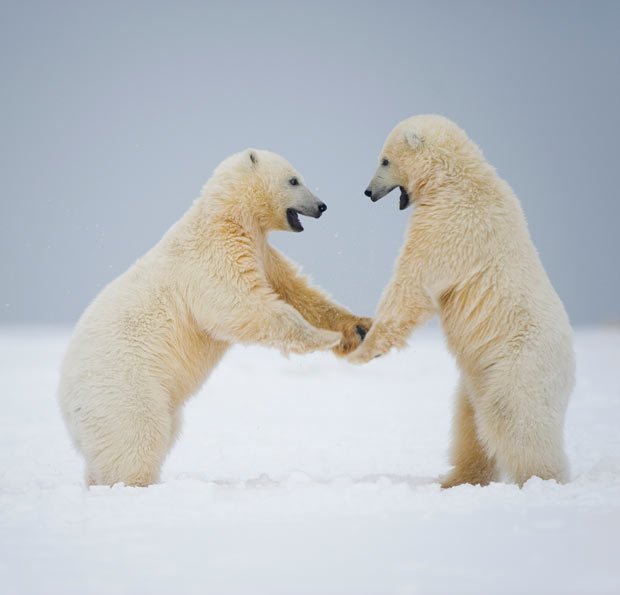 全球变暖致俄罗斯北极熊减少