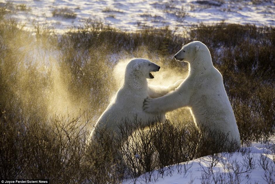 北极熊雪地练习“摔跤” 摸爬滚打玩闹中增强本领