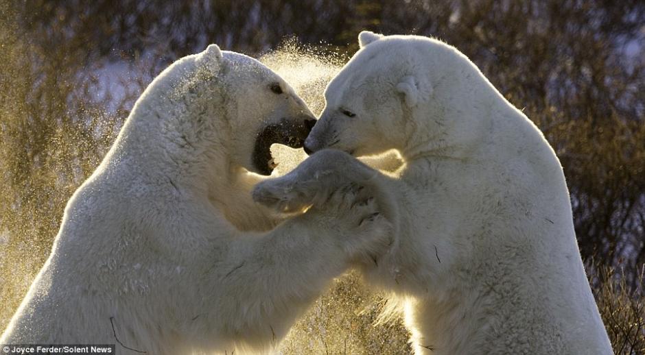 北极熊雪地练习“摔跤” 摸爬滚打玩闹中增强本领