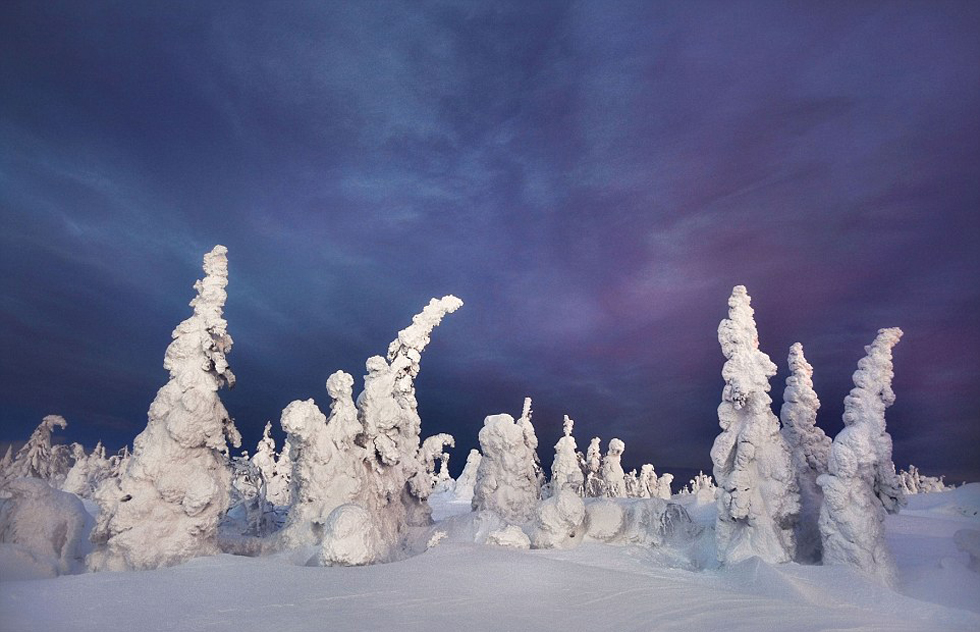 俄西部边疆区'冻树'奇观:冰雪压枝 似妖似仙