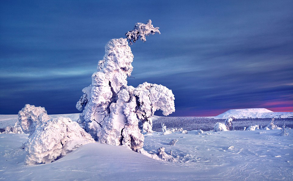 俄西部边疆区'冻树'奇观:冰雪压枝 似妖似仙