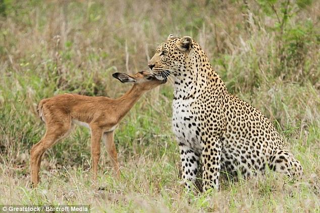跨越食物链的友谊 猎豹和羚羊玩耍嬉戏