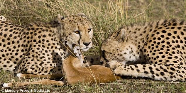 跨越食物链的友谊 猎豹和羚羊玩耍嬉戏