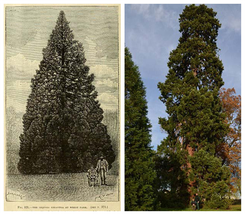 英国发现最古老圣诞树 已有158年历史