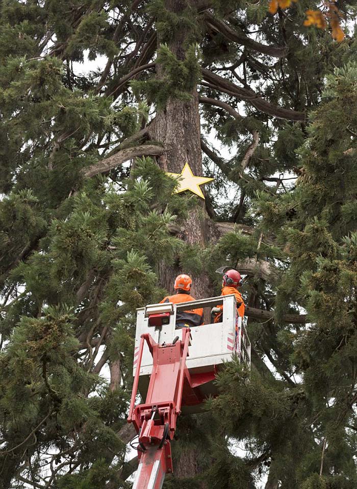 英国发现最古老圣诞树 已有158年历史