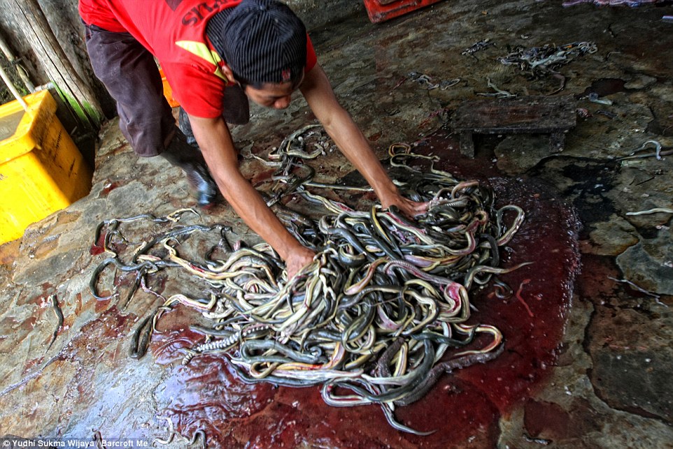 揭露奢華皮包蛇皮來源 印尼蛇類屠宰場慘不忍睹
